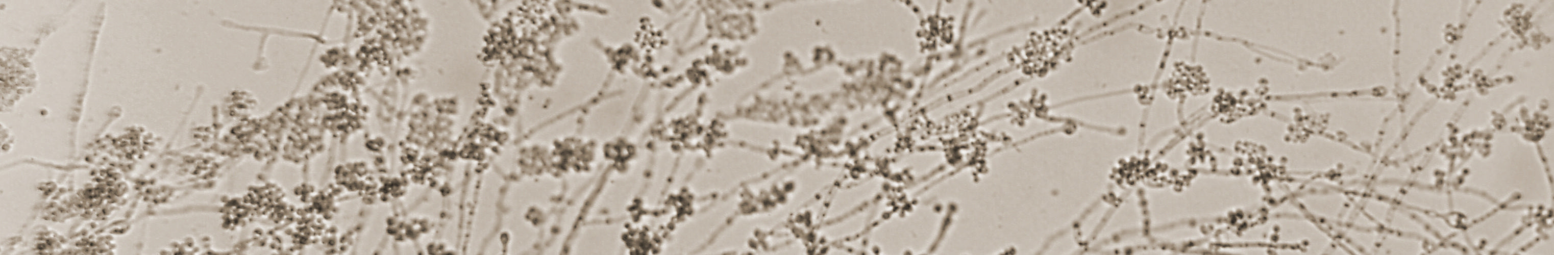 Mycelia of Candida albicans Hardon 1965