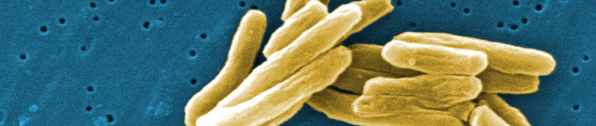 false color scanning electron microscopic (SEM) image of Mycobacterium tuberculosis bacteria CDC Butler Carr 2006